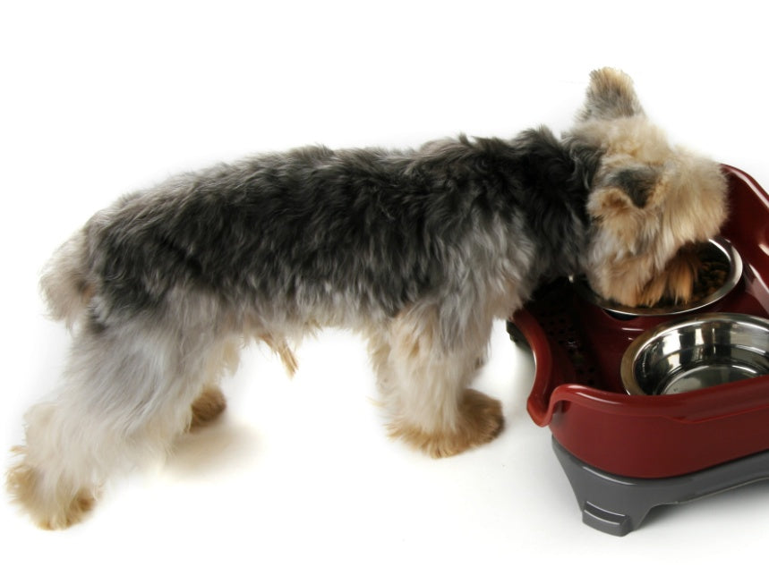 Dog bowl double basin - Pet bowl