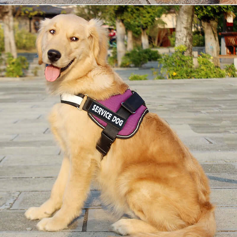 Dog harness leash for Labradors - Dog leash