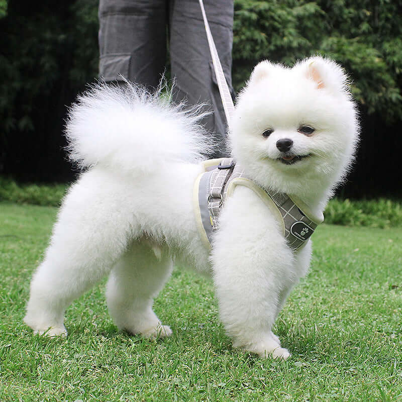 Dog Leash with Reflective Strips - Dog leash