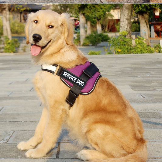 Dog harness leash for Labradors