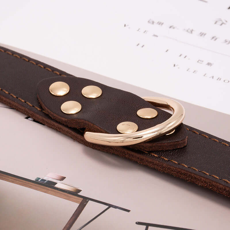Dog collar - Dog collar