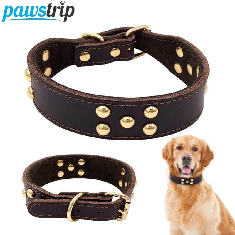 Dog collar - Dog collar