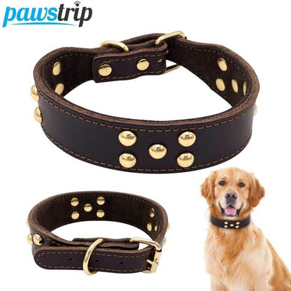 Dog collar - Dog collar