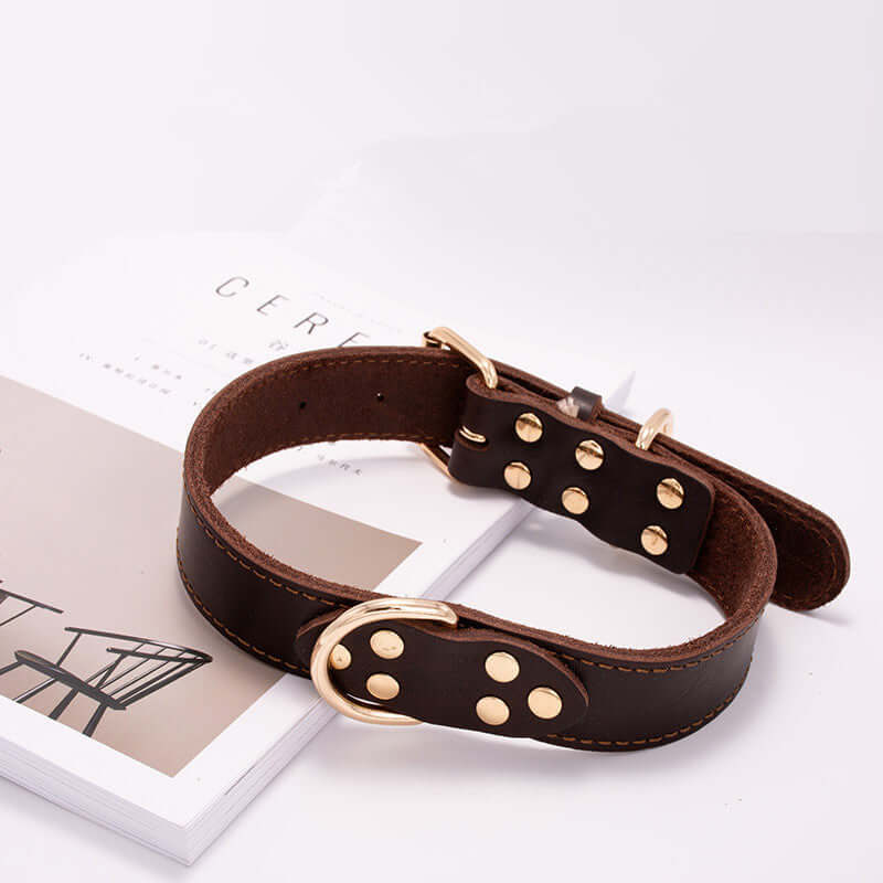 Dog collar - Dog collar