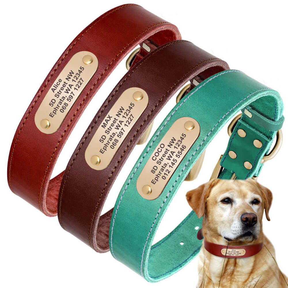 Dog Collar Personalized - Dog collar
