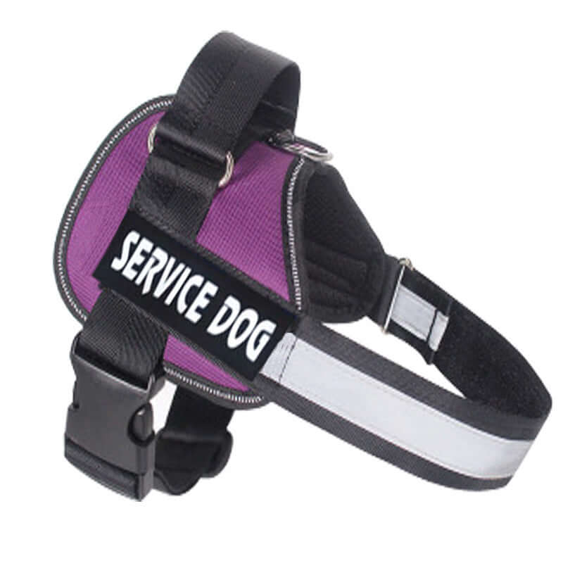 Dog harness leash for Labradors - Purple / L - Dog leash