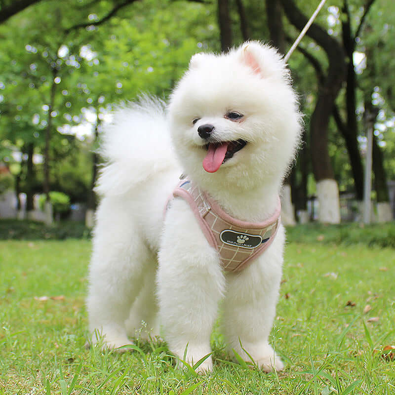 Dog Leash with Reflective Strips - Dog leash