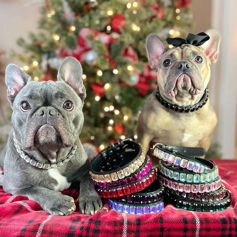 PU Dog Collar - Dog collar
